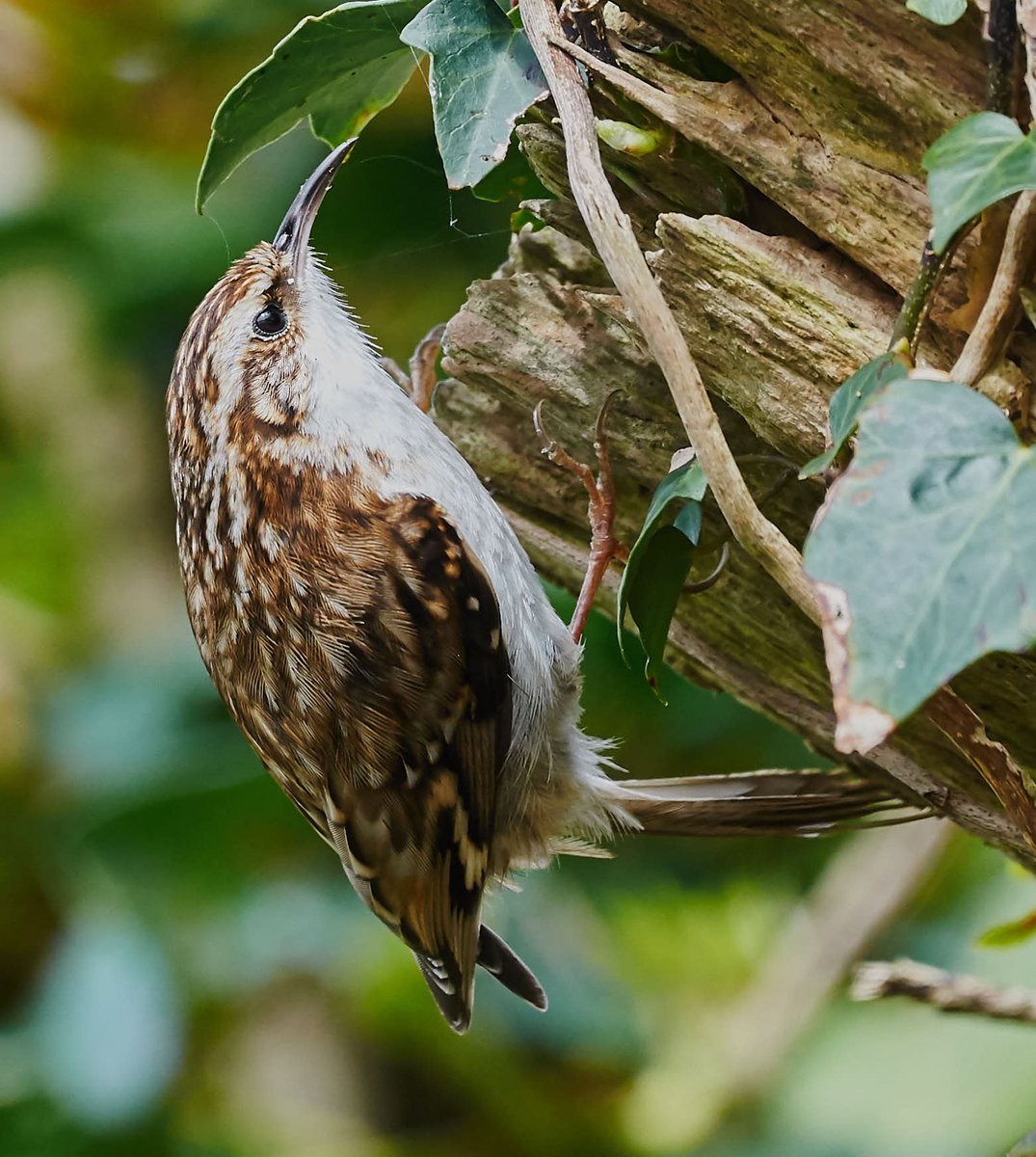 Tree creeper out for some breakfast.
#birds #photography #PHOTOS #wildlife #nature #naturelovers #TwitterNatureCommunity