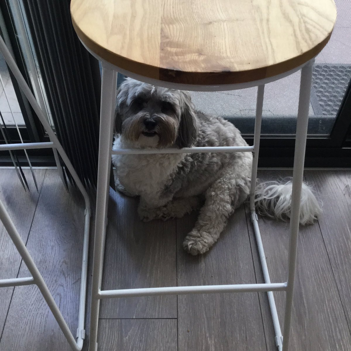 mande87's tweet photo. @DavidCampbell73 This is Meeko. He likes sitting in weird places 😂 https://t.co/UqyZDktWWW