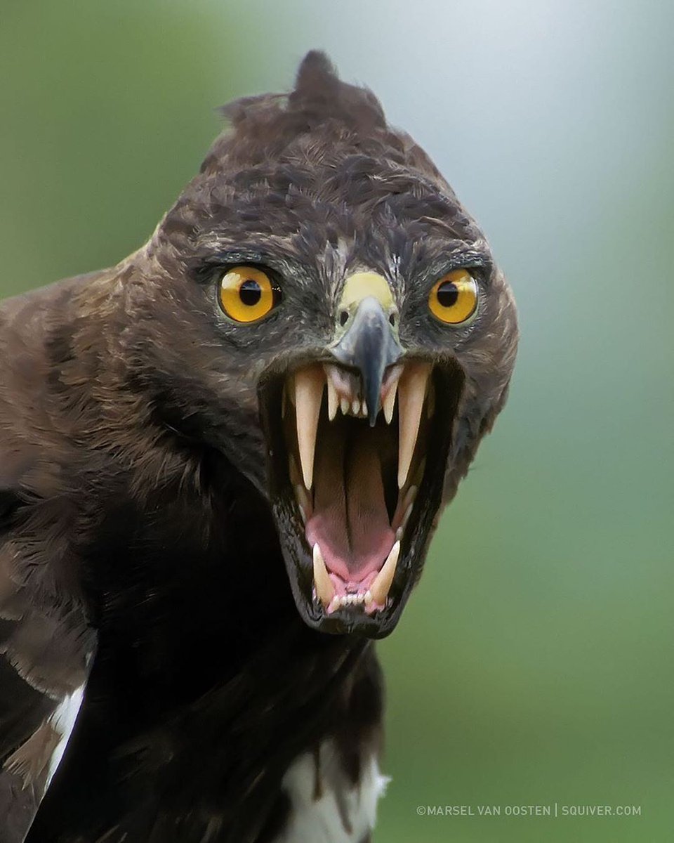 Angry bird😠 

#photography #Eagle #bird #birds #angry #wildlife