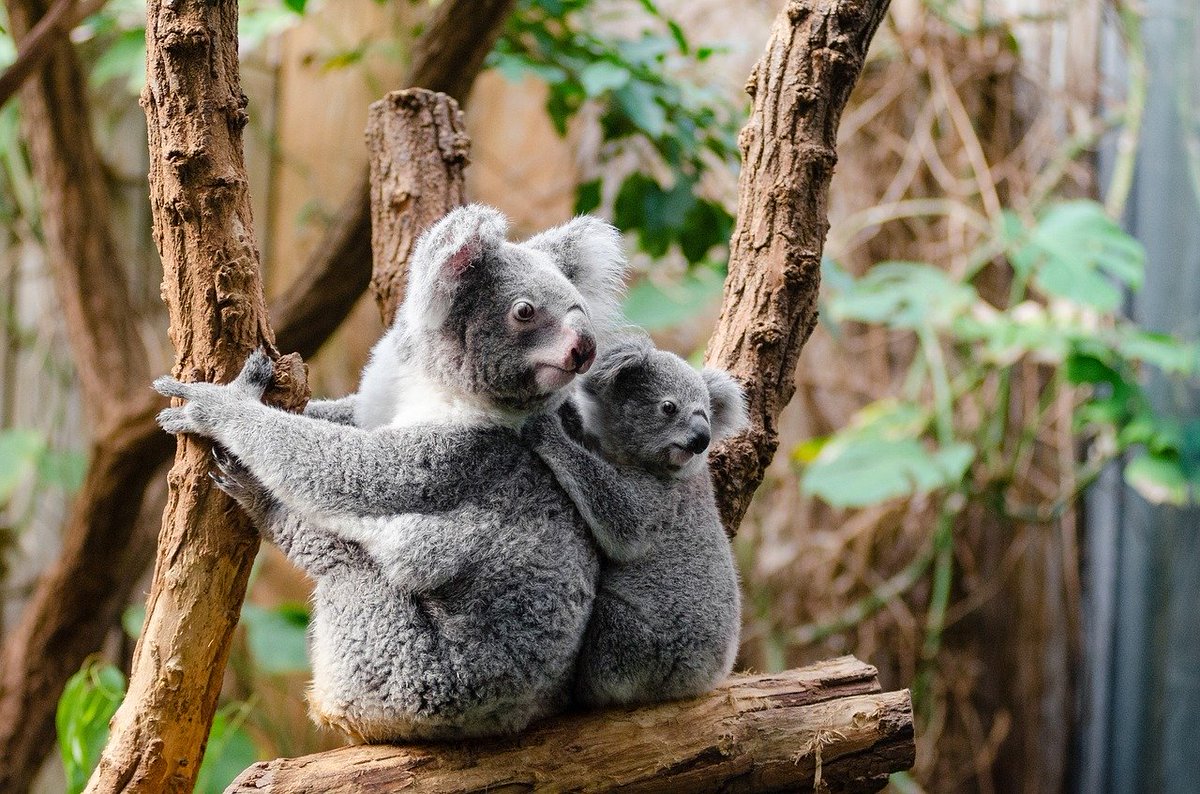 qikipedia's tweet photo. The scientific name for koalas, Phascolarctos, roughly translates as ‘pouch bear’. https://t.co/HKh8xThu0r