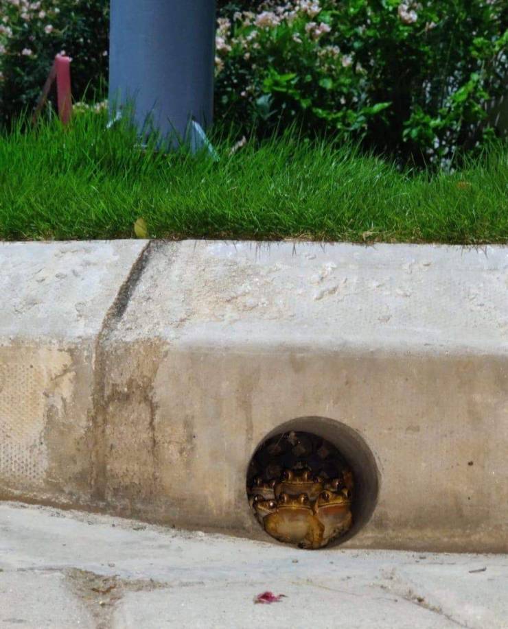 Pathetic human, you stand before the frog council accused of crimes most horrid. How do you plead?