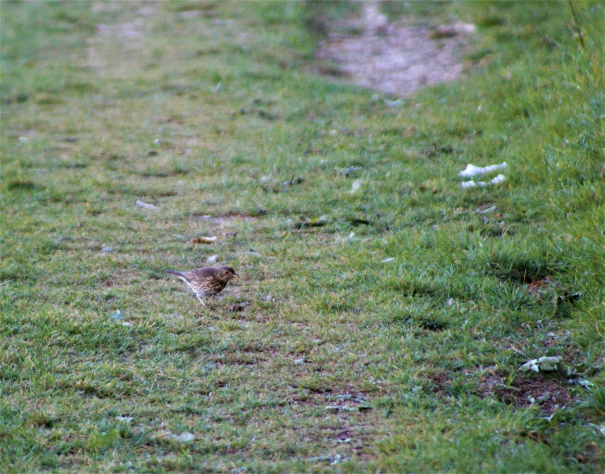 beemorewild's tweet photo. I was reviewing some of my photos from my walk last week, I originally thought this was a Dunnock, but closer inspection, it could be a Song thrush, any confirmations on this ID please? 
(It was hopping in-between some fields and foraging)
@britishbirds @RSPBbirders @BBOWT https://t.co/FhwJtcC2Lj
