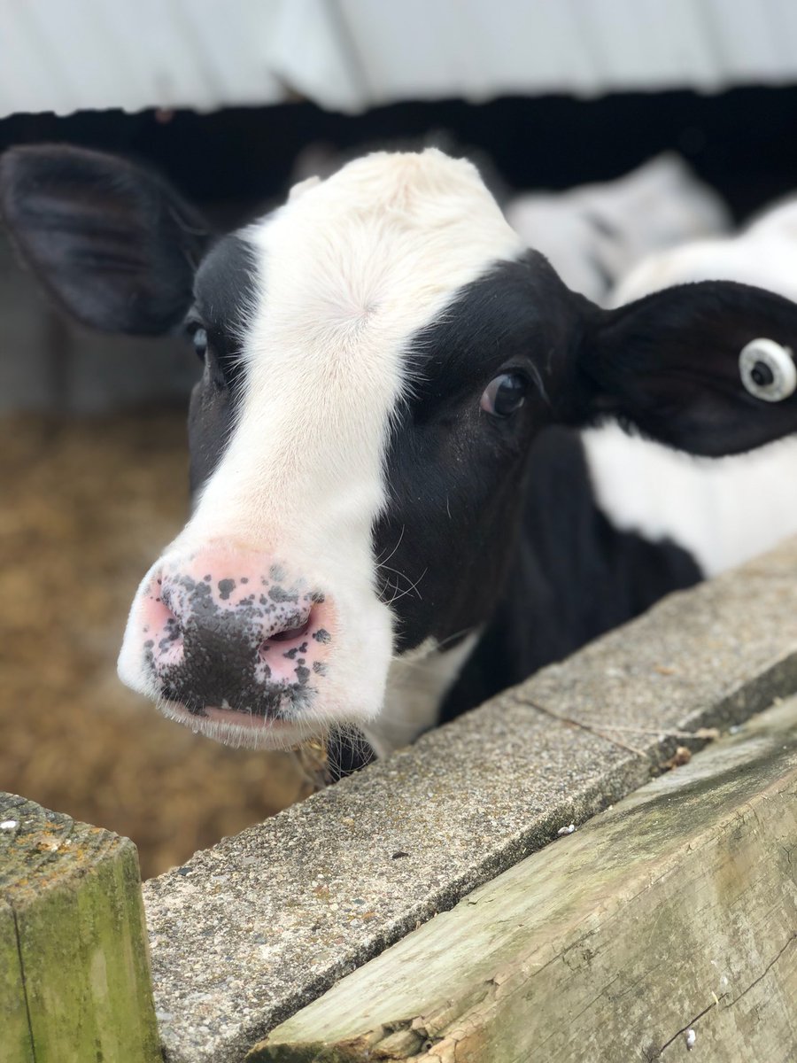 CowoftheDay1's tweet photo. 📅 19th May 2020
🐮 Axle 
🏷 @kittrkel https://t.co/y2Kn3evNEH