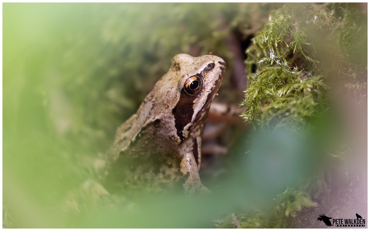 Common Frog - a view through the vegetation at a rare visitor to my garden. Hardly ever see them, alas, despite having a wildlife pond. Found whilst I was weeding. #Springwatch @BBCSpringwatch @ARC_Bytes #GardenDragonWatch #amphibians @Britnatureguide @Natures_Voice