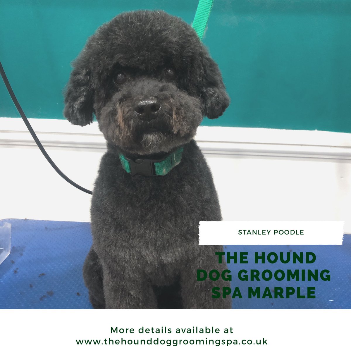 Stanley ‘Stan the Man’ has a cheeky restyle- I think he looks younger  

#poodle #doggrooming #DogsofTwittter #transformation #lockdown