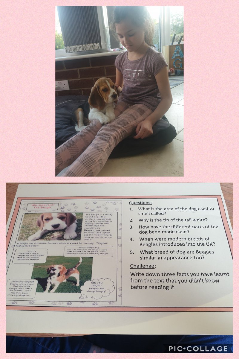 RBaggley's tweet photo. @Acreheads7ST @19Drax 
Aww Eliza's school work for today is all about Beagles. How apt that she has become the proud owner of her very own little Beagle 🐕❤ https://t.co/vLnabECUCR