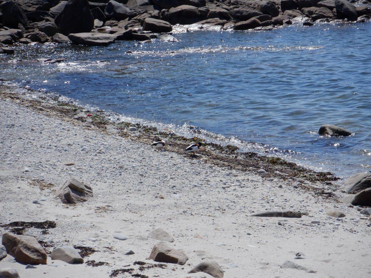 SBM_Concarneau's tweet photo. Dans le cadre de la reprise du terrain, les équipes de #PlagesVivantes ont échantillonné des algues de la laisse de mer, protocole #ALAMER, sur les secteurs de la #BaieDeMorlaix et du #FinistèreSud. Les algues et les puces de mer étaient au rendez-vous, hier après midi, à Santec! https://t.co/riMBJzJU6X