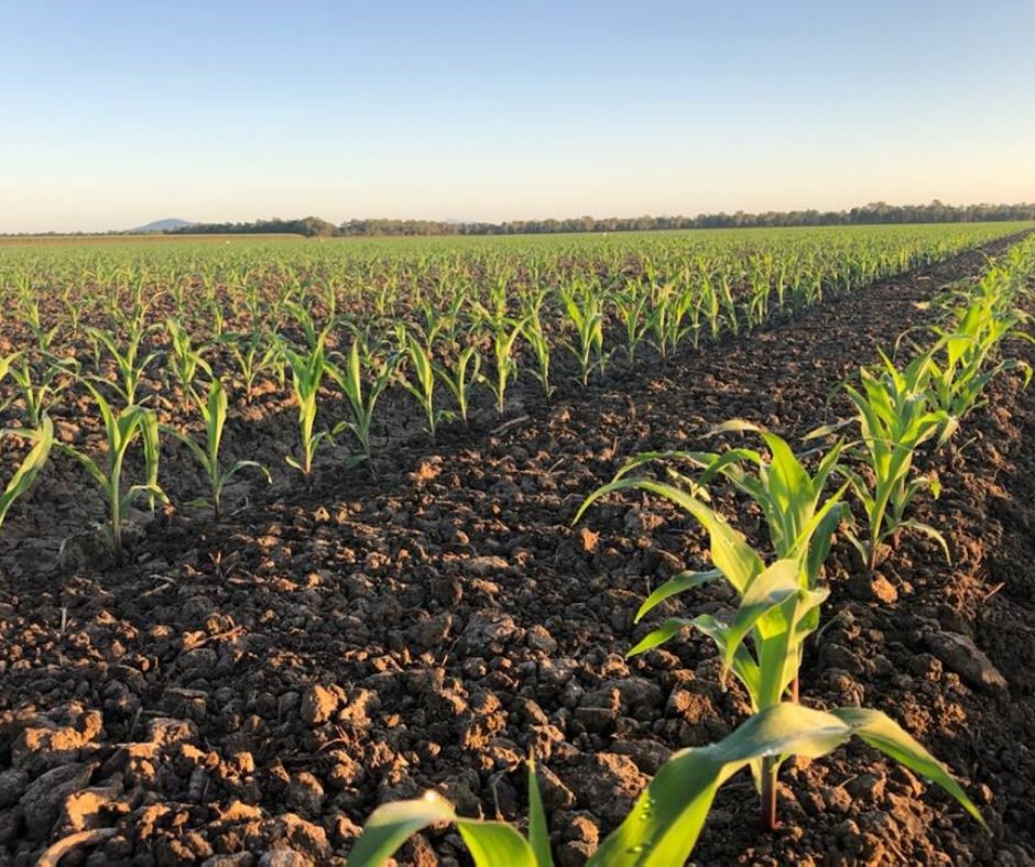 pioneerseedsau's tweet photo. First time Burdekin Region QLD corn growers, father &amp; son duo, Allan and Ryan Milan captured this photo of irrigated Pioneer® corn hybrid P1756, 16 days after sowing. P1756 was sown at 72,000 plants per hectare with 55 ha sown. https://t.co/W9opNMeML2