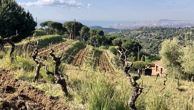 Jóvenes enólogos encargados de dibujar el presente y el futuro de los vinos de España y que son la consecuencia directa de los cambios sociales, climáticos y culturales que vive el país. 🙃🍷🐞

Descúbrelos decantalo.com/es/blog/zonas-…

#vino #españa #vinotinto <a href="/ladelterreno/">Julia Casado</a> #terroir