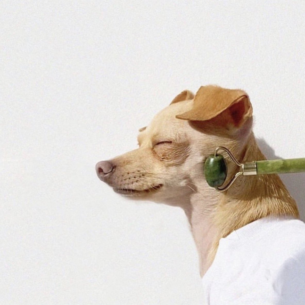 glowbarldn's tweet photo. Which self care pup are you today? https://t.co/nOsNxnj04r