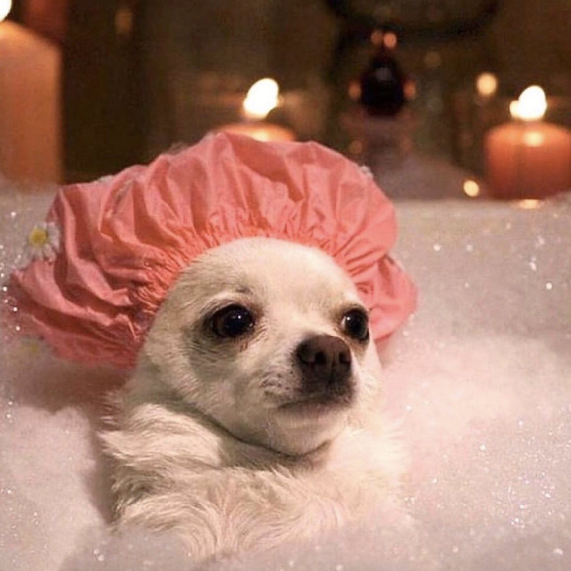 glowbarldn's tweet photo. Which self care pup are you today? https://t.co/nOsNxnj04r