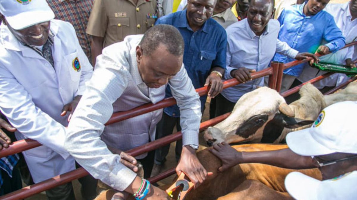 11/Amongst these holdings is Gicheha ranch in Naivasha, a favourite of Uhuru Kenyatta.The more than 4,000-acre Gicheha Farm hosts some 1,000 animals, a majority of them imported from South Africa. https://www.nation.co.ke/business/seedsofgold/The-President-s-farm/2301238-4855504-15tyhr4z/index.html