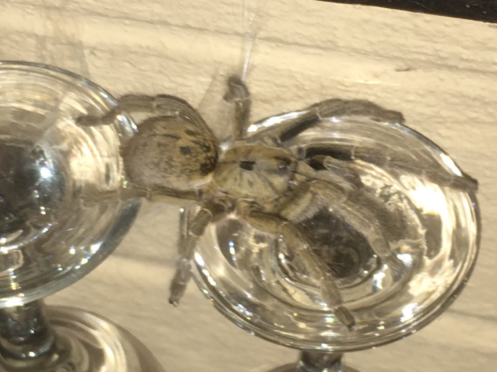 Huab lodges Barman... you want a new wine glass you gotta ask this dude!!!