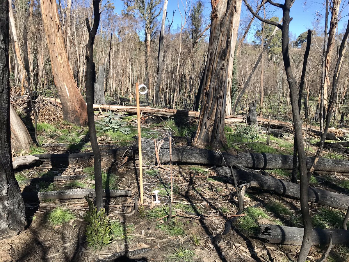 Microclimate_'s tweet photo. Post-bushfire monitoring of soil + understory microclimate recovery in subalpine montane forests in 320 km2 region of Australia’s #Kosciuszko NP -collaboration with @SoilTemp_proj using @TOMSTloggers loggers 🌳 @JLembrechts @Antarcticmoss @uowresearch @UOW_CSES @ISMAHUOW #phdchat https://t.co/YuqHF5Soox