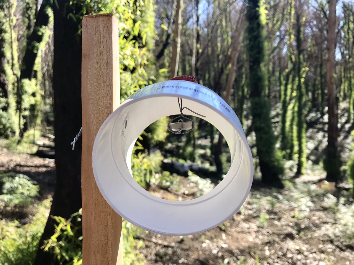 Microclimate_'s tweet photo. Post-bushfire monitoring of soil + understory microclimate recovery in subalpine montane forests in 320 km2 region of Australia’s #Kosciuszko NP -collaboration with @SoilTemp_proj using @TOMSTloggers loggers 🌳 @JLembrechts @Antarcticmoss @uowresearch @UOW_CSES @ISMAHUOW #phdchat https://t.co/YuqHF5Soox