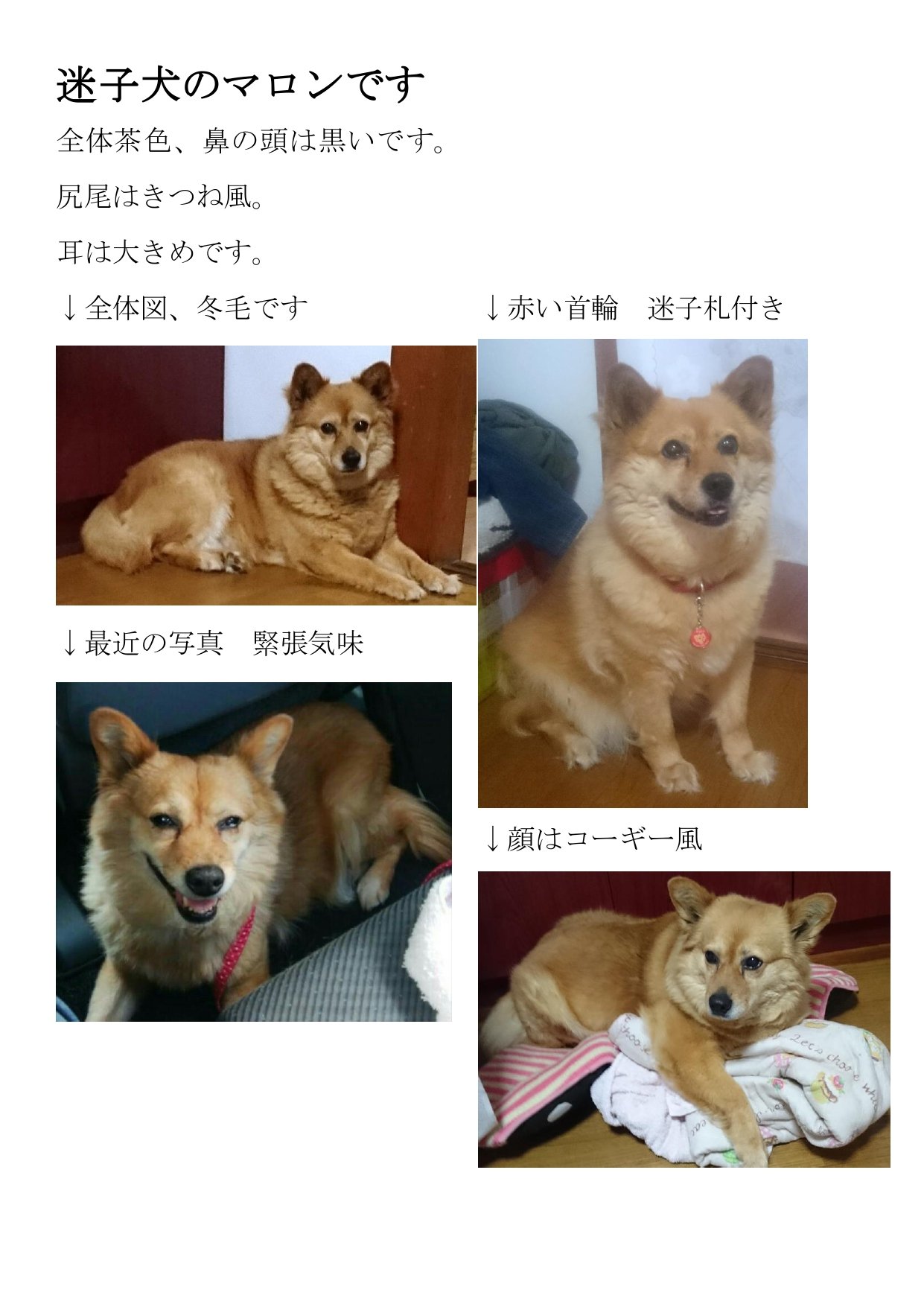 岡山の迷子犬マロンを探しています マロンの写真です 岡山犬マロン 岡山の迷子犬マロンを探しています マロンの写真です 岡山犬マロン