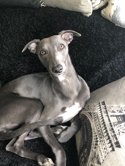 TheNationalStar's tweet photo. The very handsome Wilfred is our #DogOfTheDay, but if you have a beloved pet who you think deserves to get noticed, enter our #fundraising #VirtualPetShow! From dogs to guinea pigs, there's a category perfect for everyone. More: https://t.co/X0upq5aeRH #Charity #Pets https://t.co/SvxgITCFkB