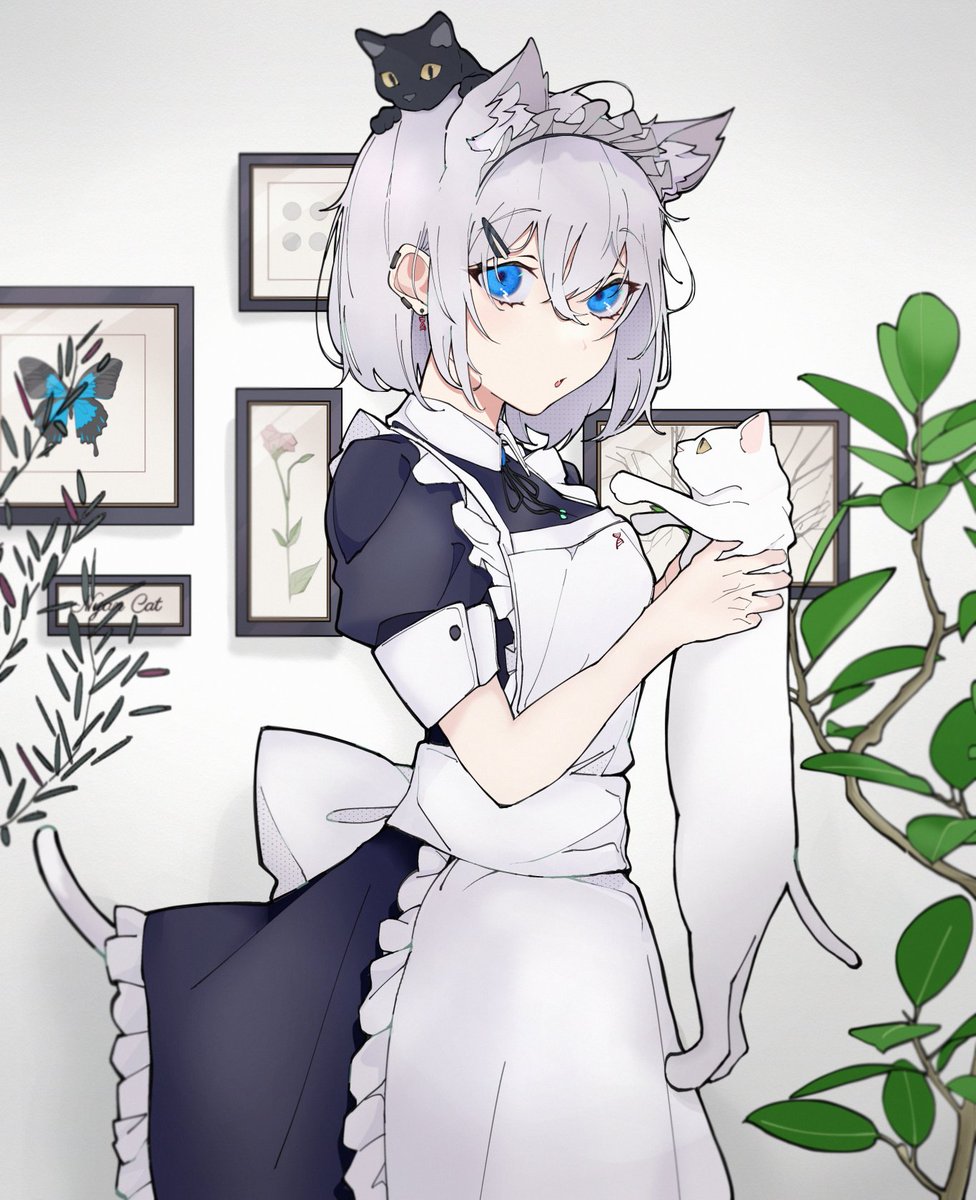 1girl animal ears blue eyes cat ears maid apron cat  illustration images