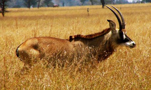 natureNbeyond1's tweet photo. Kenya’s last remaining sanctuary for the endangered roan antelope, Ruma N.Park lies on the flat floor of the Lambwe River Valley bordered by the Kanyamwa Escarpment to the South-East, and by the volcanic plugs of the Ruri Hills to the north. https://t.co/yz2z3SaFdP https://t.co/MNcx9ejwZ7