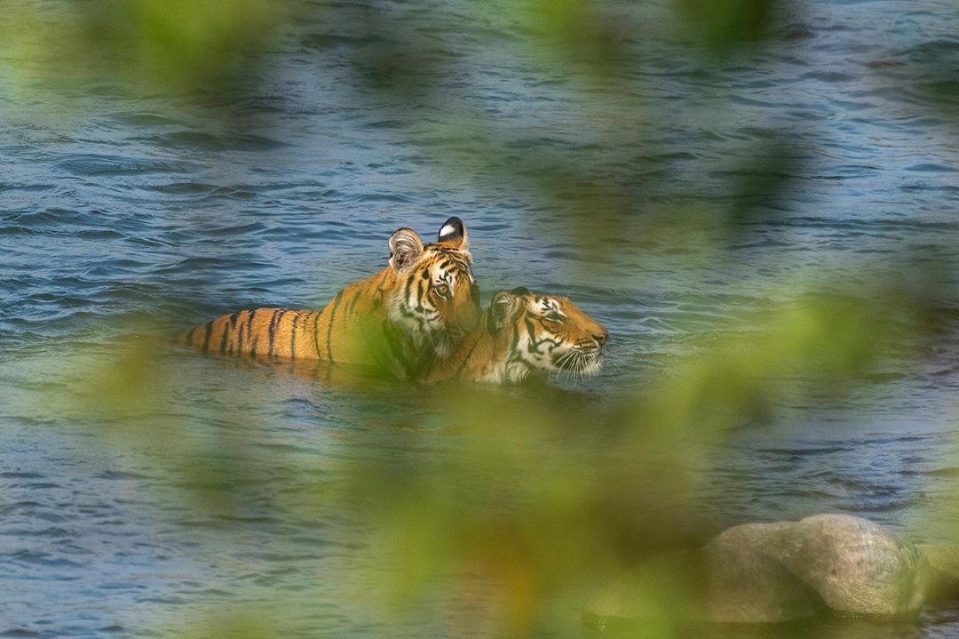 theoutback_'s tweet photo. Summer of 2018
Photo by: @manasi_photography 
#corbett #tigers #amazingcreatures #wildlifephotography #nikonphotography https://t.co/69l3WTevQz