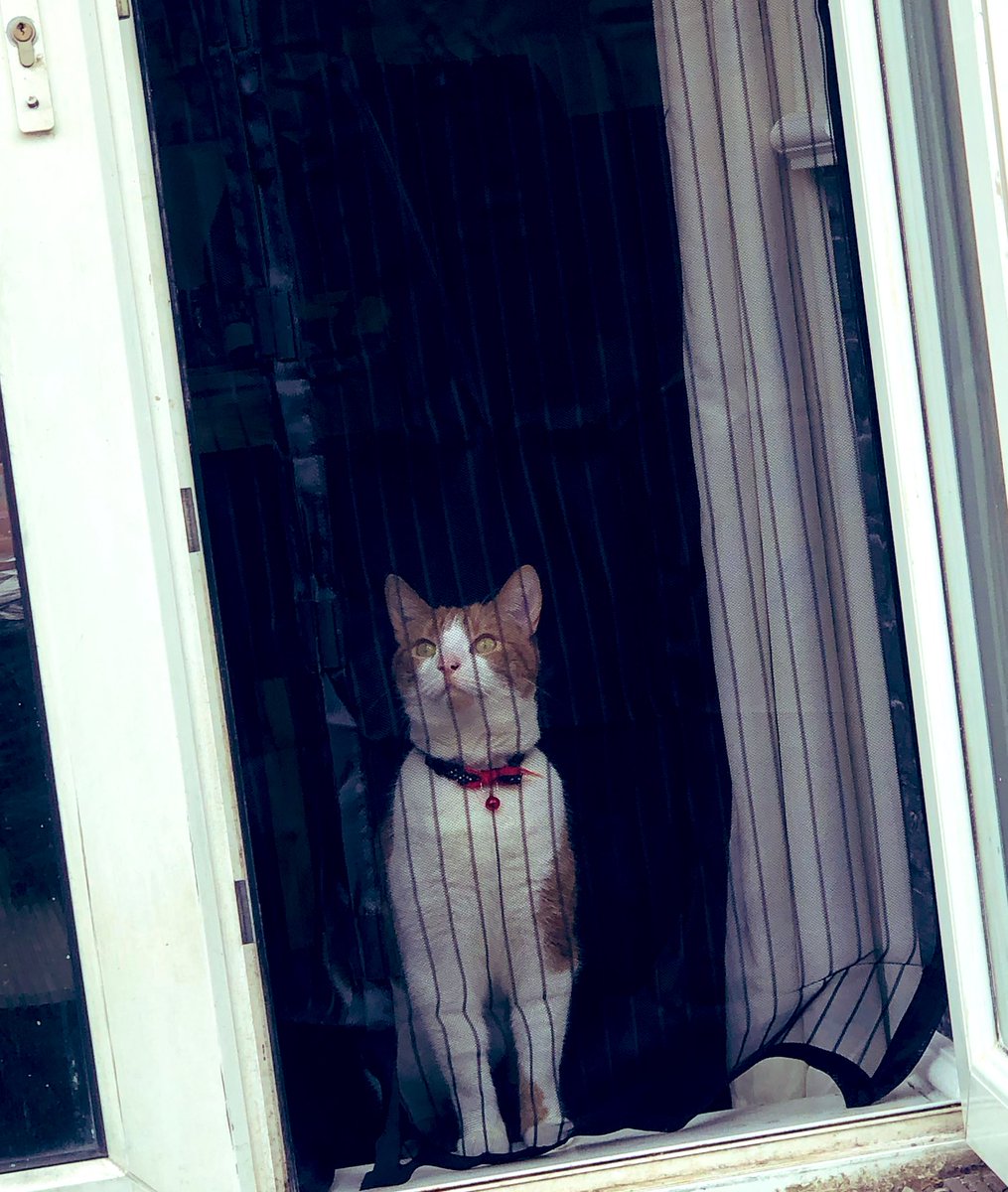 thecapacitycat's tweet photo. Link, staying alert. #capacitycat #StayAlert https://t.co/QrEi2jclgD
