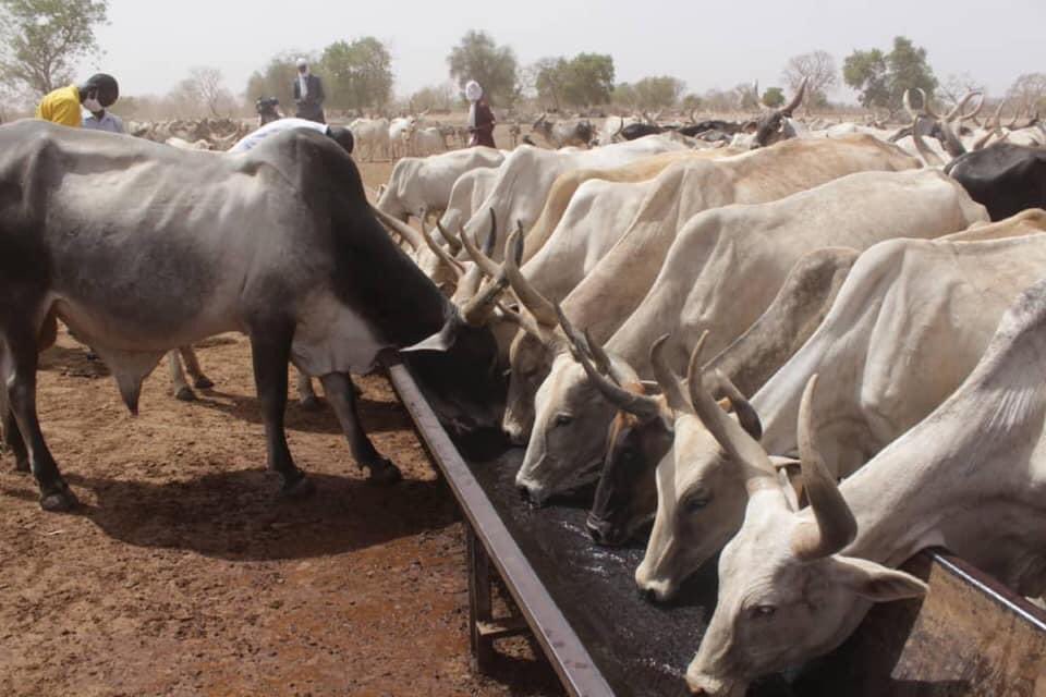 DeEmergence's tweet photo. 🇸🇳 LUTTE CONTRE LE COVID19 🇸🇳 
          ALIMENT DE BÉTAIL 

🇸🇳 Le Ministre de l’élevage et des productions animales M.SAMBA NDIOBÈNE KA , pour une répartition juste, équitable et inclusive. https://t.co/yBFd2nsJQc