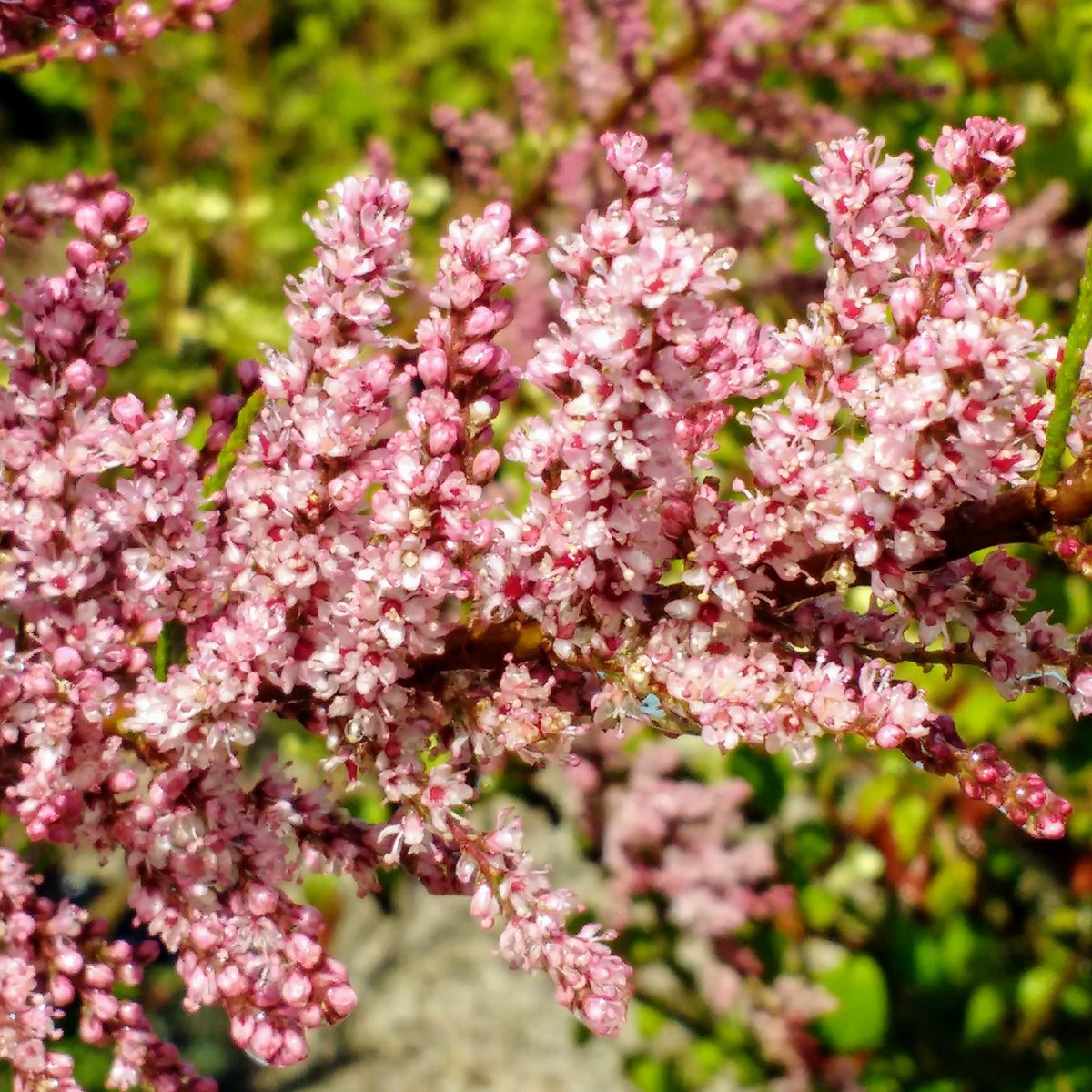 jajonesUK's tweet photo. With Tuesday comes Tamarix tetrandra. A large shrub or small tree with arching branches covered in plumes of pink flowers in April and May. Tolerates salt & strong winds making it ideal of coastal gardens.
.
#tamarix #tamarisk #saltcedar #pink #Flowers #springcolour #mentalhealth https://t.co/ByCXqTAcPa
