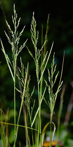 The 2 common species in woodland are really easy to tell apart. Just touch the top of the stem between finger and thumb and you’ll know straight away. Poa trivialis (left) is distinctly rough to the touch. Poa nemoralis (right) is smooth.