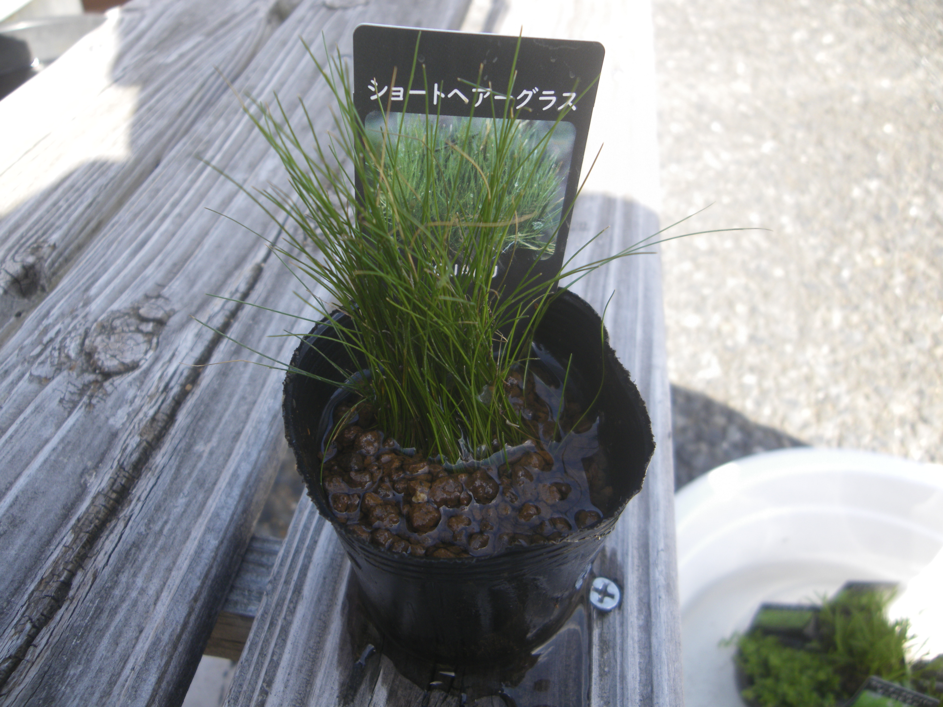 メダカの大工 Mosamosa Ashiko メダカブームの影響で ホームセンターでメダカの水草が販売されることが多くなりました 京都府の杜若園芸 Tojaku Engei の商品が多いです 小さい水草は初めて見ました 2号のビニールポットで400円くらいです 葉が小さく