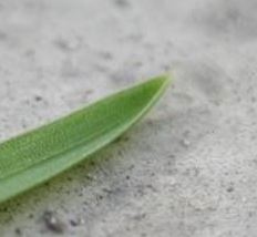 This is an ideal time to learn about the grass genus Poa (Poaceae). These are the species with leaf-tips shaped like the bow of a canoe (x10).