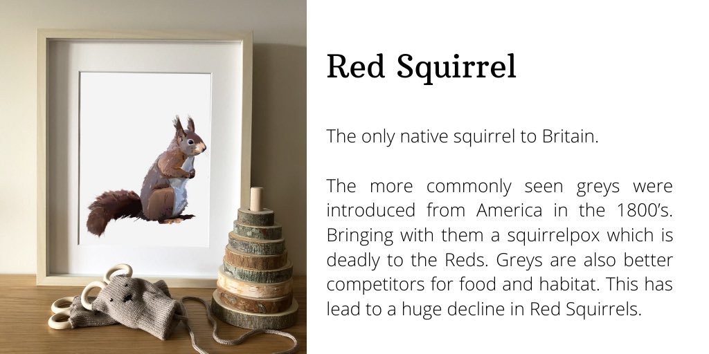 FinboStudio's tweet photo. Meet Sofia the #RedSquirrel.
There’s a big trend for Animals you’d only see on an African safari appearing in children’s bedrooms and nurseries. Why not give them something a little closer to home. #ukwildlife #nurseryprint #squirrelprint #squirrel #nativespecies #littleexplorer https://t.co/ahErR1gTUl