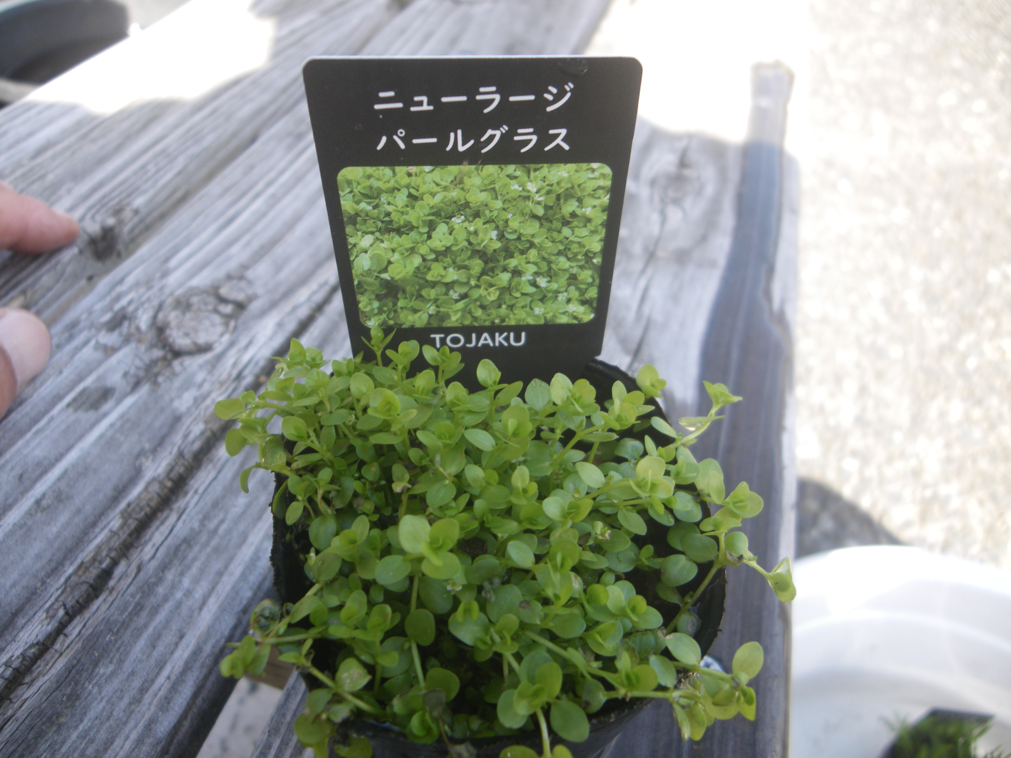 メダカの大工 Mosamosa Ashiko メダカブームの影響で ホームセンターでメダカの水草が販売されることが多くなりました 京都府の杜若園芸 Tojaku Engei の商品が多いです 小さい水草は初めて見ました 2号のビニールポットで400円くらいです 葉が小さく
