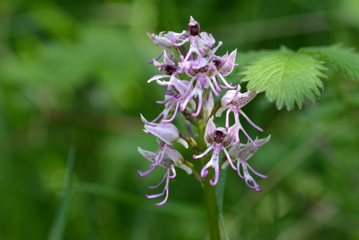 Feldbotanik's tweet photo. Pleased to see my students going #Botanising & #OrchidHunting (& respecting corona restrictions) despite university shutdown! Just received these: #Orchis simia, #Thamus communis, #Limodorum abortivum, #Muscari comosum. Each accompanied with another species: #PlantIDQuiz! :) https://t.co/yrMnBIcZUt