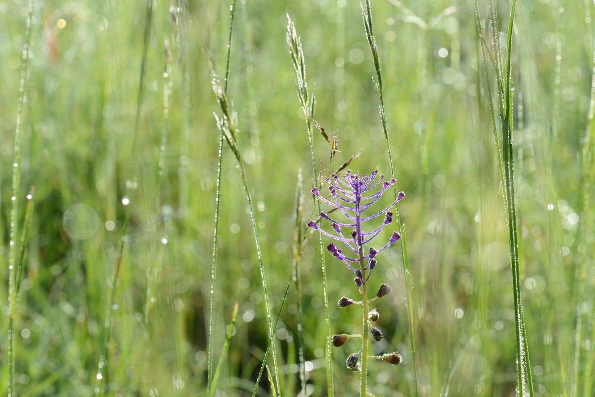 Feldbotanik's tweet photo. Pleased to see my students going #Botanising & #OrchidHunting (& respecting corona restrictions) despite university shutdown! Just received these: #Orchis simia, #Thamus communis, #Limodorum abortivum, #Muscari comosum. Each accompanied with another species: #PlantIDQuiz! :) https://t.co/yrMnBIcZUt