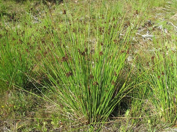 You will also see Poa trivialis (above) in grassland as well as woodland, especially damp grassland, where it grows commonly amongst Iris and Juncus, but the same stem-roughness test will identify it straight away.