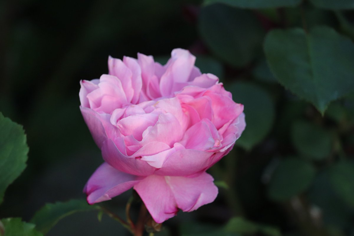 ちゃっぴー バラ３３ サントノーレ コンパクトで花つき良し 中心の無いような花型は独特ですね ガーデニング バラ 薔薇 サントノーレ