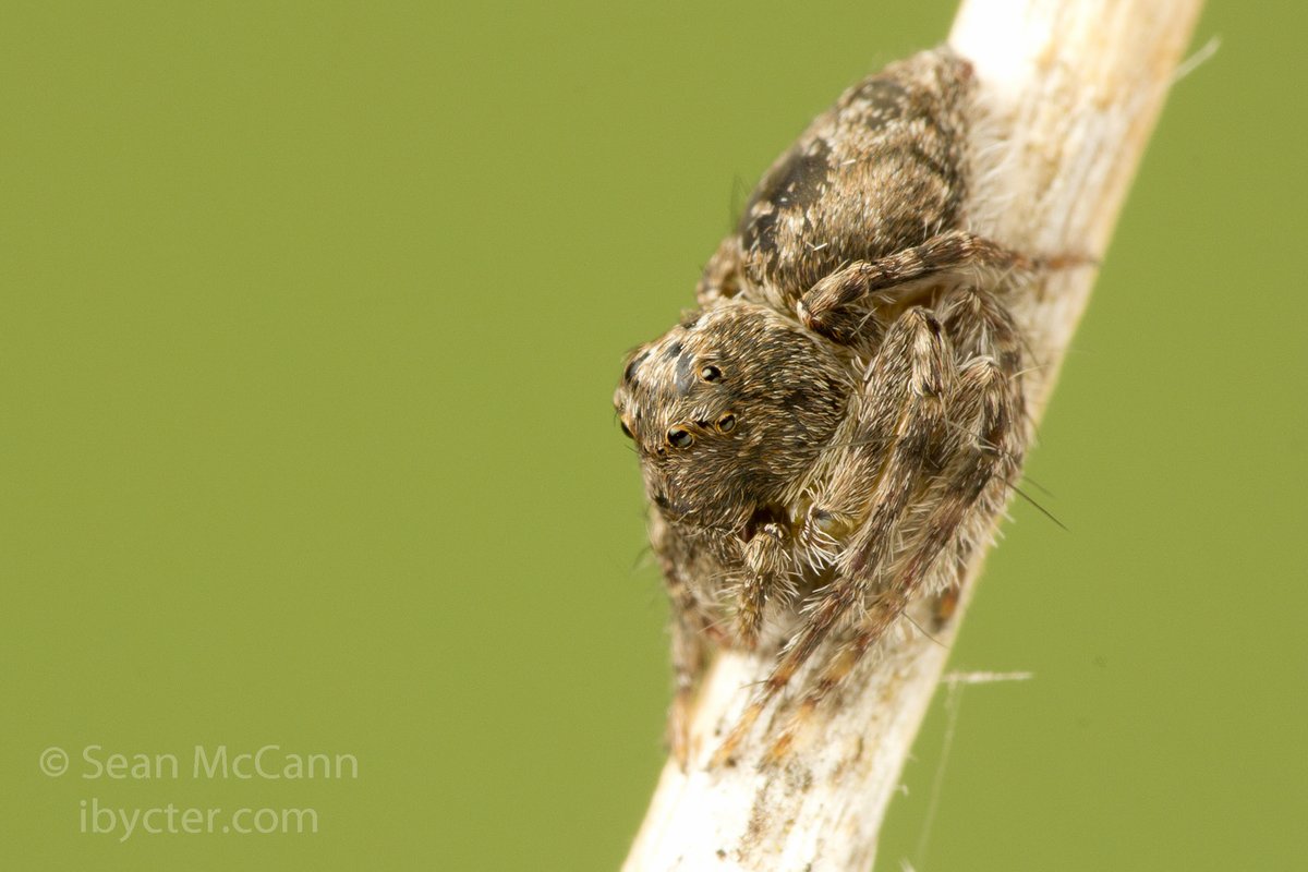 Cataranea's tweet photo. Today's #DailySpider is the bark lynx spider, Hamataliwa grisea (family Oxyopidae)! https://t.co/Sxq1i0xQSN
