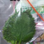 天才の保存方法!大葉を入れたジップロックをダブルクリップで斜めに吊るせばミイラにならない!