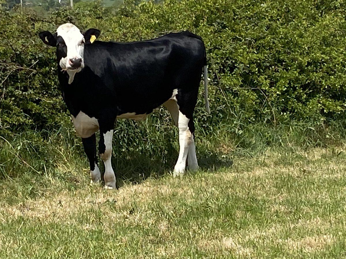 bovi_gen's tweet image. Swedish ProCROSS heifers enjoying their new home in the UK #dairy365, #procross, #dairyfarming