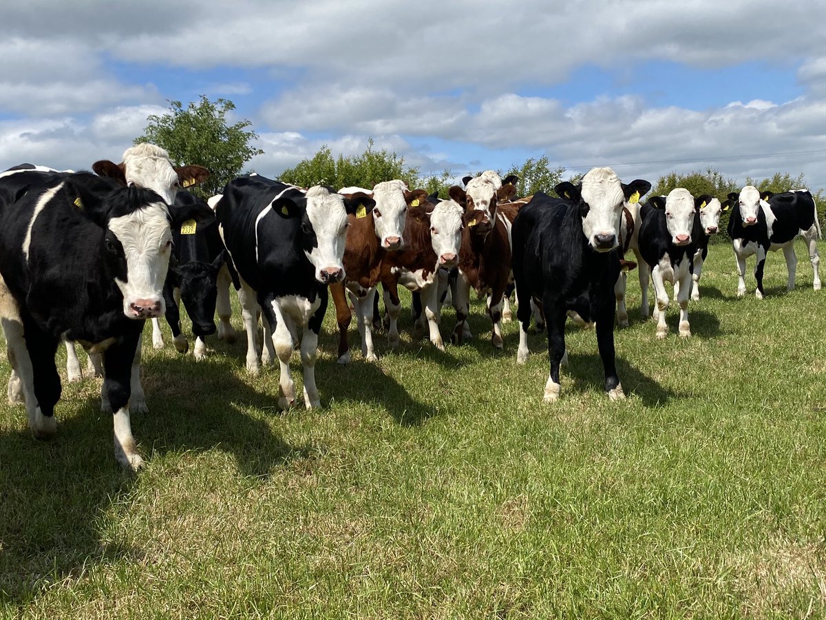 bovi_gen's tweet image. Swedish ProCROSS heifers enjoying their new home in the UK #dairy365, #procross, #dairyfarming