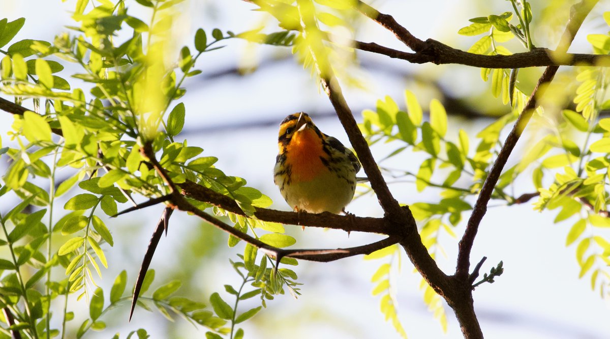 Finally got down to see the chat in maintenance meadow! We played a bit of peek-a-boo. Also hung out with this lovely blackburnian, whose song lured me from turtle pond to his spot by cleopatra's needle. Day 4 of hearing but not seeing a Tennessee lol but I will persevere #birdcp