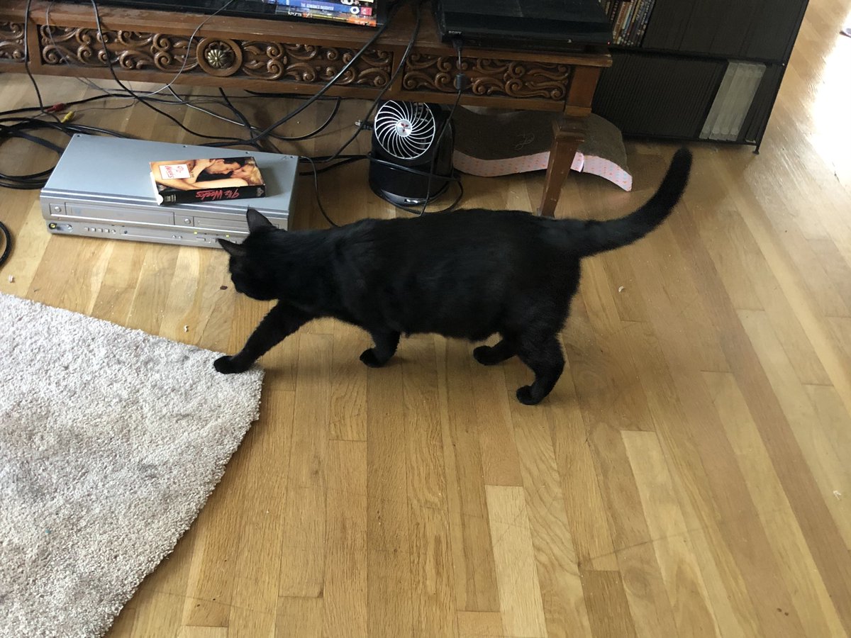 skhardilek's tweet photo. Kitty’s first VCR https://t.co/Z9L7jilq1i