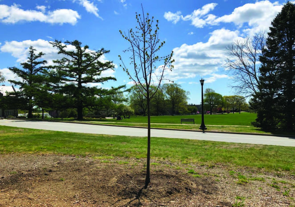 ConnCollege's tweet photo. In honor of #ConnColl2020, and its incredible resilience, a linden tree has been planted overlooking Tempel Green. The tree will flourish in a place where few will fail to pass during their time at Conn and where the class will come together again for their Commencement in 2021. https://t.co/8qSMBwLvng