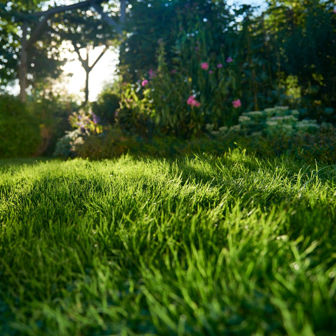 WOLFGartenIt's tweet photo. Un prato così ti sembra impossibile?
Niente affatto, grazie alle sementi e ai fertilizzanti WOLF-Garten il tuo giardino cambierà completamente aspetto!
Cosa aspetti???

#wolfgarten #giardiniere #multistar #sementi #fertilizzanti #giardinaggio #forbici https://t.co/0VHcnVIbzw