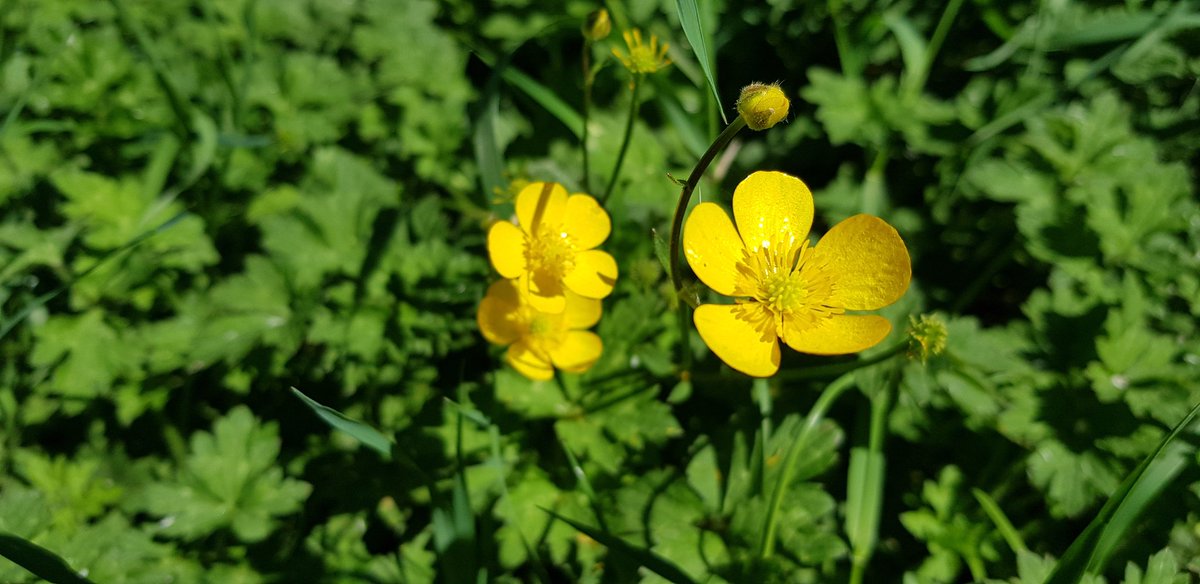 emmaland_0's tweet photo. #buttercupchallenge #ranunculusrepens #wildflowerhour #NoMowMay
Happy insects in our garden... https://t.co/CQhkViLhDZ