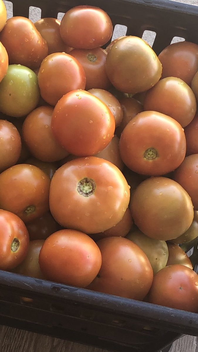 Isabella Maponga tweet media