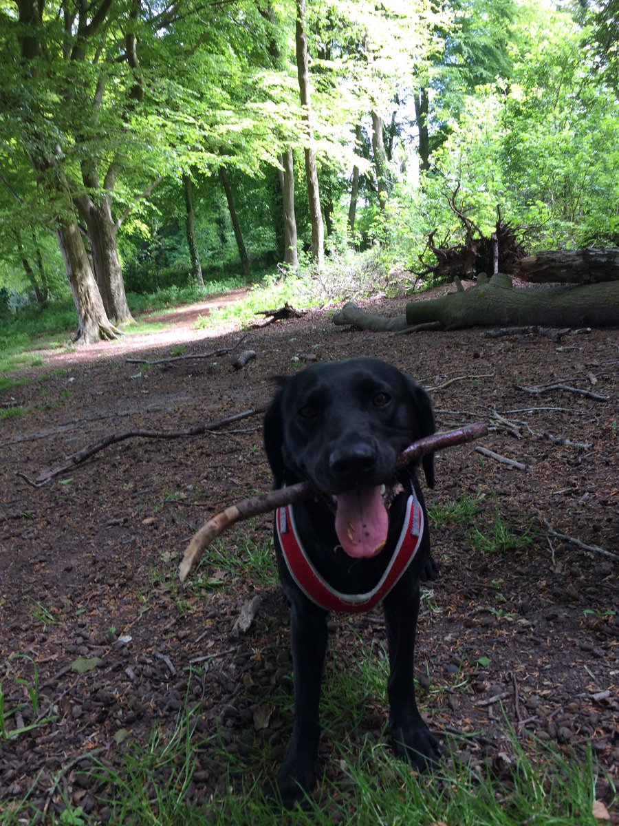 TalesTilly's tweet photo. Lovely walk in the shade 😍 @YsgolEmmanuel https://t.co/0UTKoTdOm7