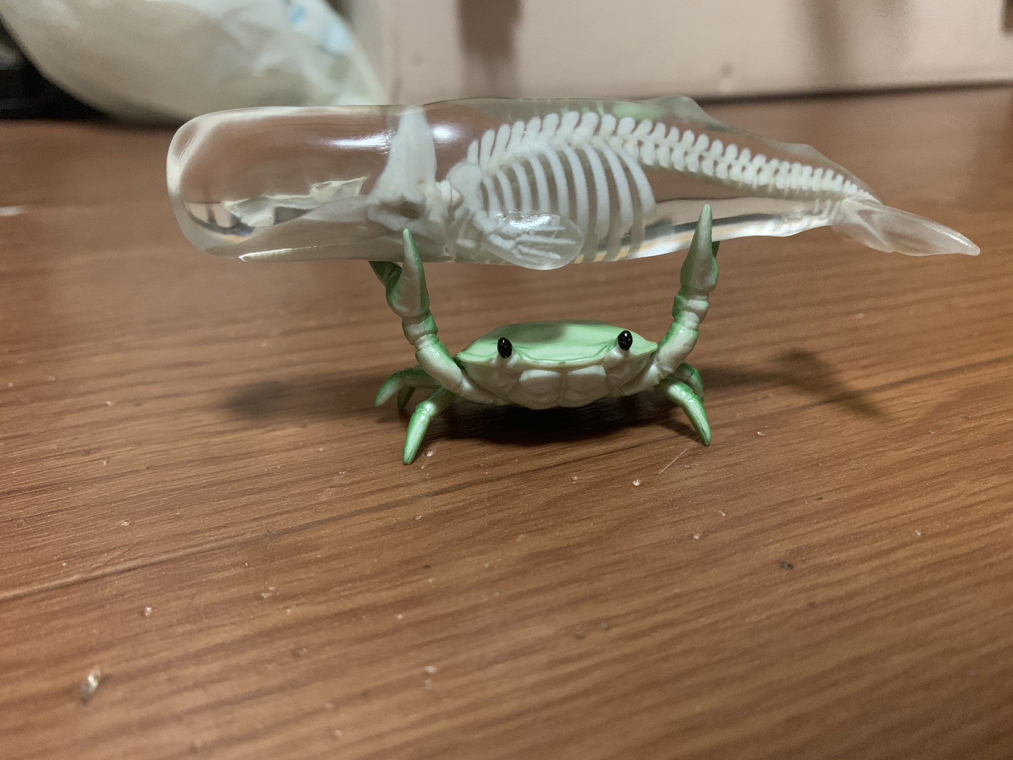 マッコウクジラ 骨格 玉骨標本 (研磨)
