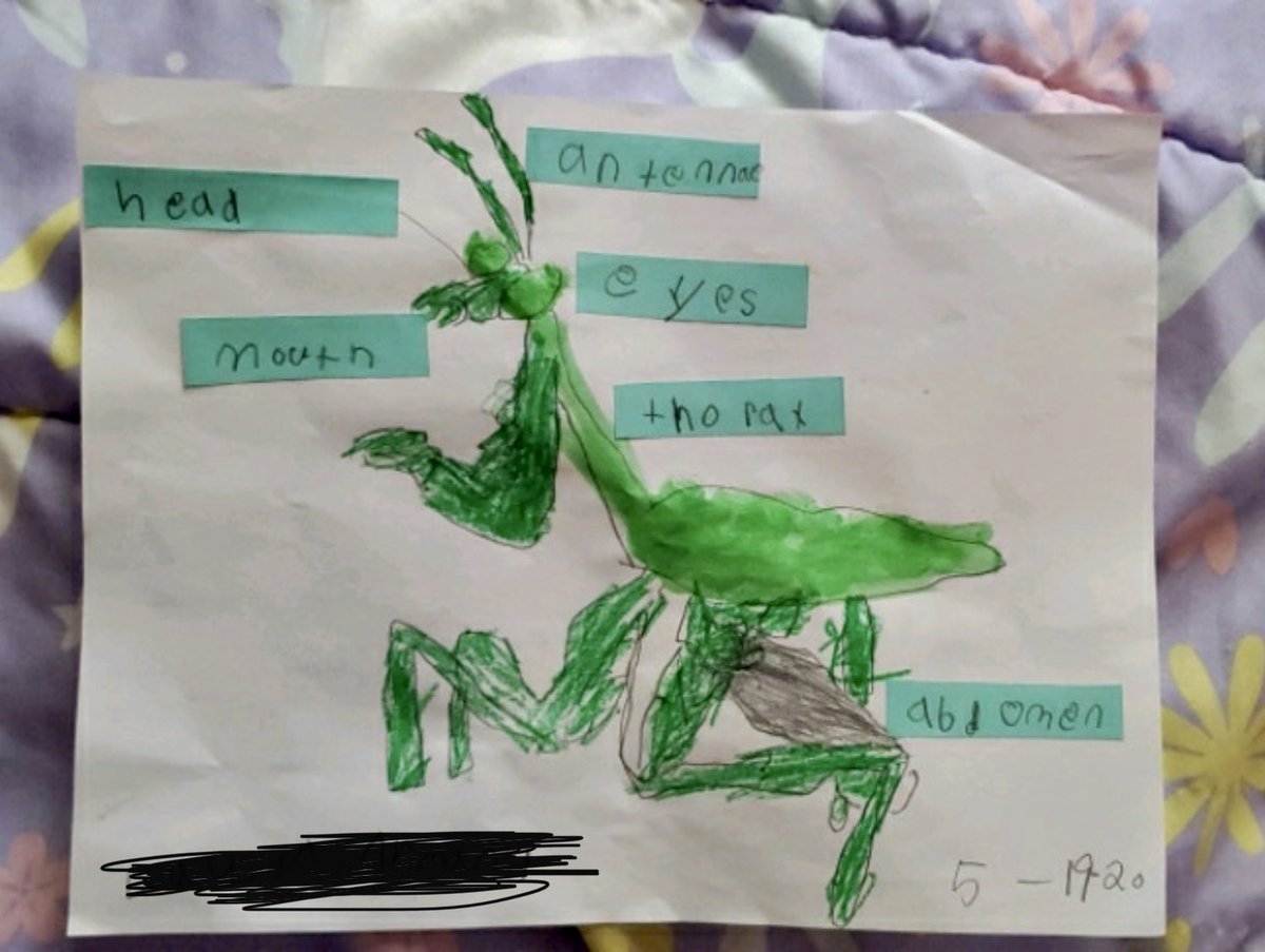 Labeling the parts of an insect! #insects