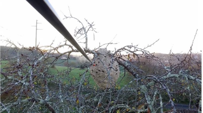 Un #drone pour détruire les nids de #frelons asiatiques à distance. A découvrir ici >> gouvernance.news/wp-content/upl… #environnement #sécurité #dangerfrelons #tech #innovation